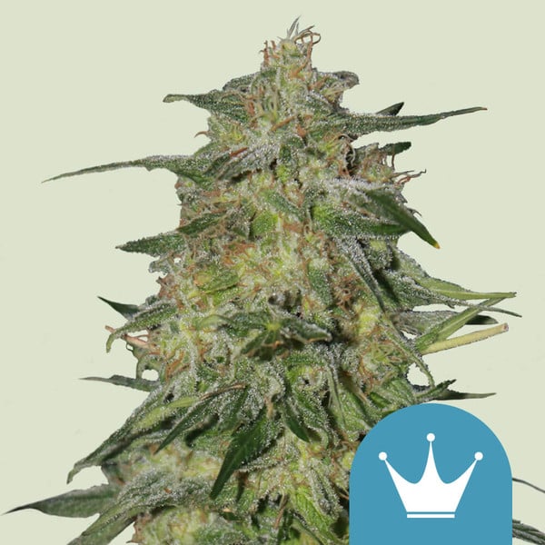 Royal Queen Seeds Samen CBD Royal Highness feminisiert (3 Samen)