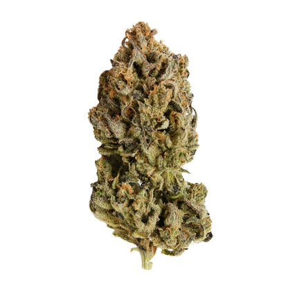 Royal Queen Seeds Samen CBD Royal Highness feminisiert (3 Samen)