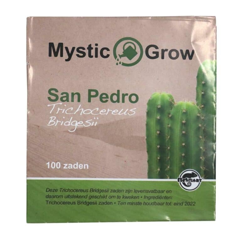 San Pedro-Samen (Trichocereus bridgesii)